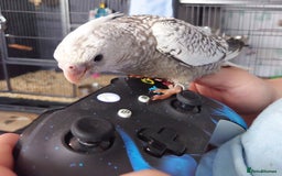 Cockatiels birds for sale: Hand reared silly tame DNA sexed baby cockatiels  - Image 28