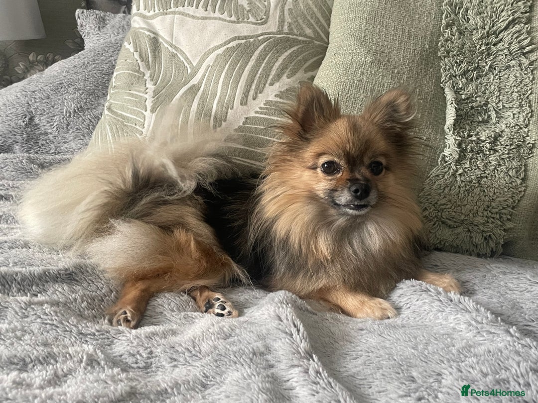 Pomeranian dogs for sale: 3 stunning girls  - Image 8