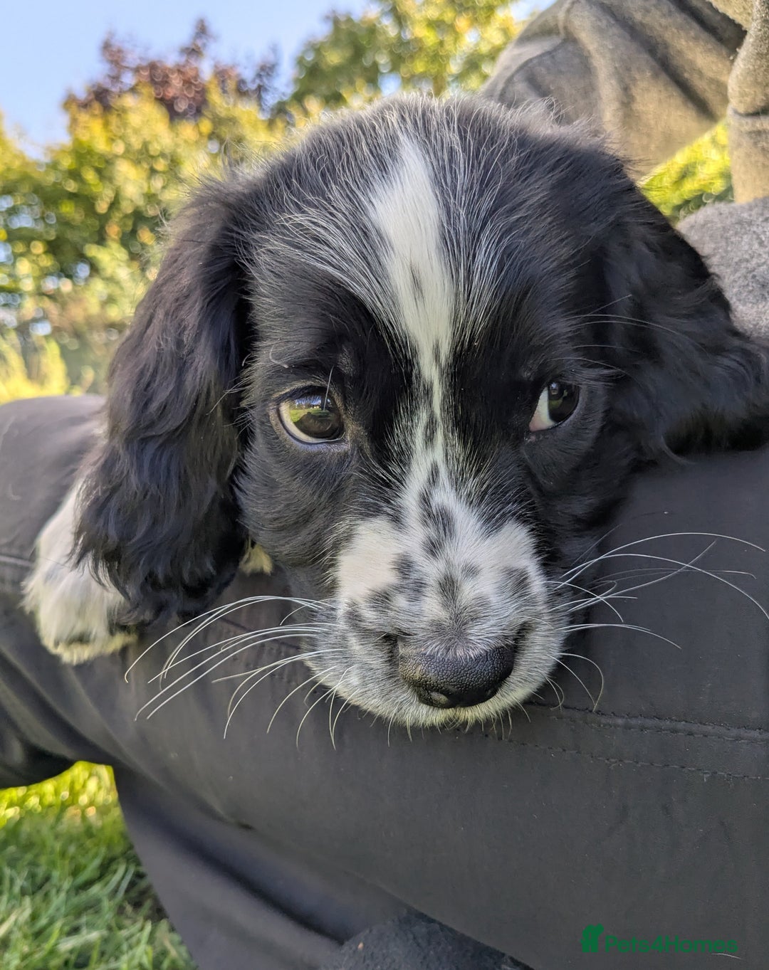 English Springer Spaniel dogs for sale: Speckled boy,playful & kind natured,HEALTH TESTED - Image 5