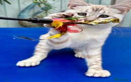 Keetso cats for sale: Stunning polydactyl snow leopard girl  - Image 19