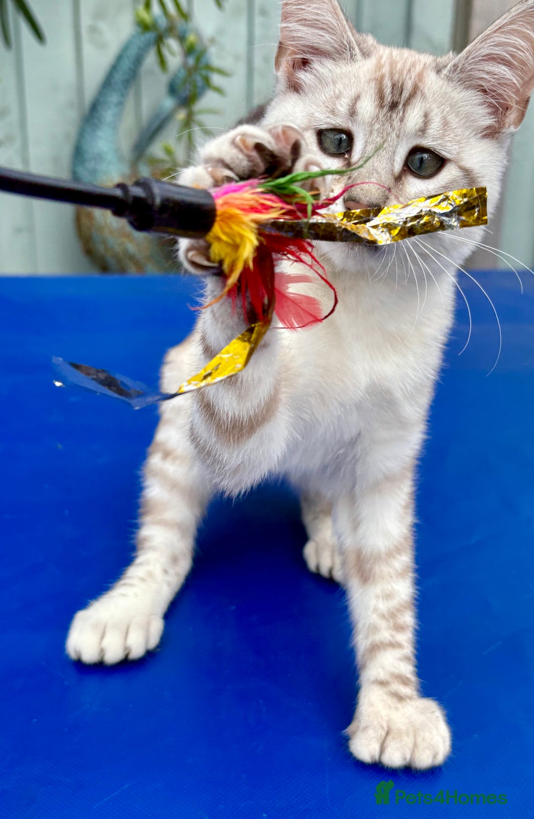 Keetso cats for sale: Stunning polydactyl snow leopard girl  - Image 19