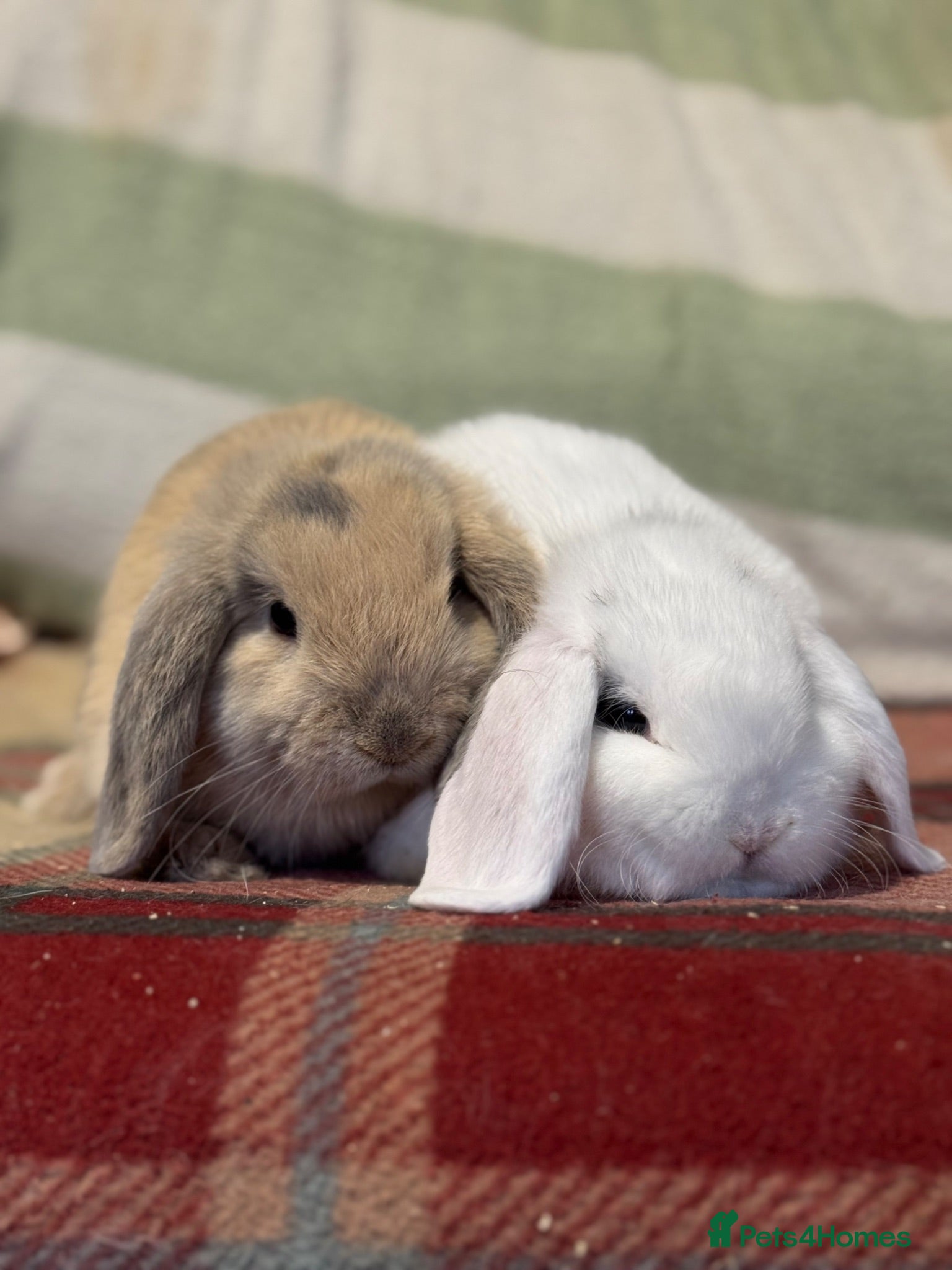 Mini Lop rabbits Lovely selection of *vaccinated* mini lop babies - Advert 1