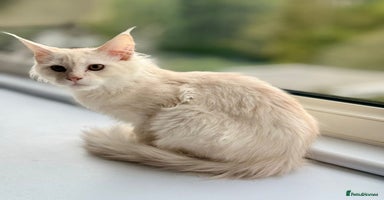 Maine Coon cats - Advert 1