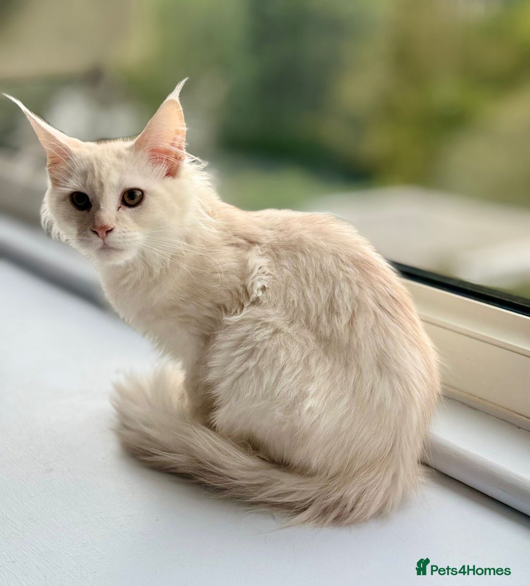 Maine Coon cats for sale: Stunning Pedigree Maine Coon Kitten – Active - Image 2