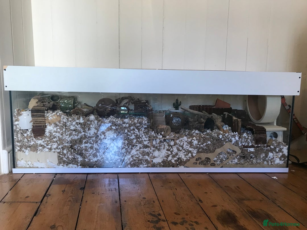 Gerbil rodents for sale: 2 female gerbils - Image 2
