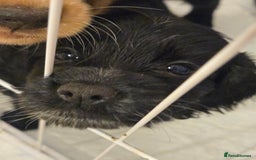 Cocker Spaniel dogs for sale: Last Cocker Boy ready to leave now - Image 5