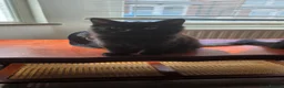 Mixed Breed cats for sale: Cute playful kittens are looking for a new home. - Advert 5