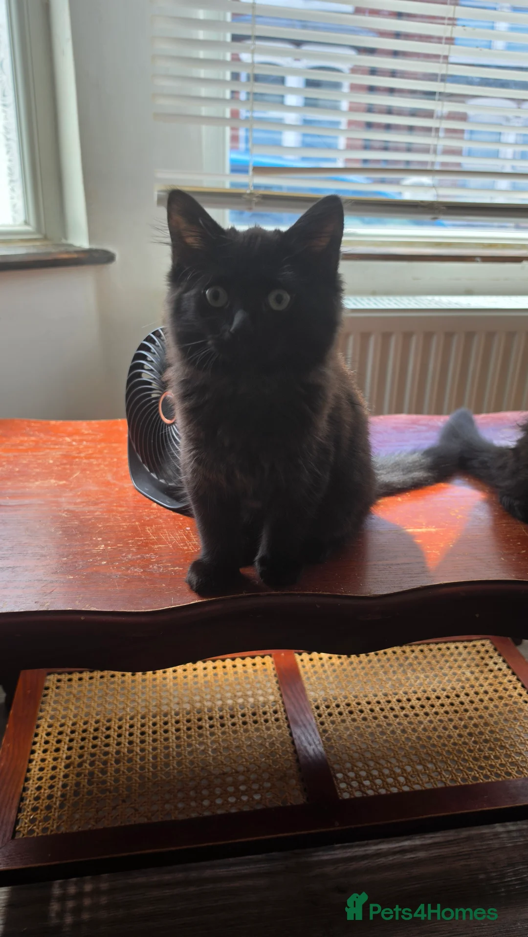 Mixed Breed cats for sale: Cute playful kittens are looking for a new home. - Advert 5
