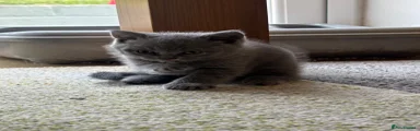 British Shorthair 3