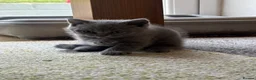 British Shorthair cats for sale: 3 stunning BSH Kittens  - Advert 15
