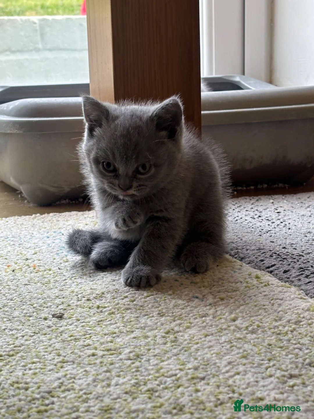 British Shorthair cats for sale: 3 stunning BSH Kittens  - Advert 15