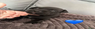 Staffordshire Bull Terrier 1
