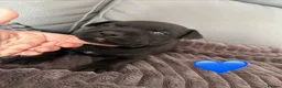 Staffordshire Bull Terrier dogs for sale: Staffordshire Bull Terrier Puppys in Merthyr Tydfil - Advert 12