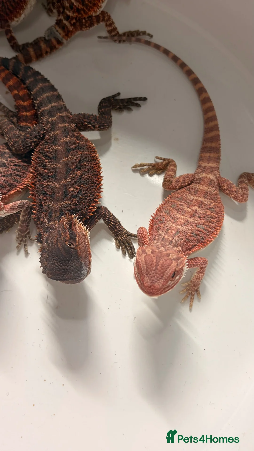 Dragon reptiles for sale: Red monster dragons in Stroud - Advert 2