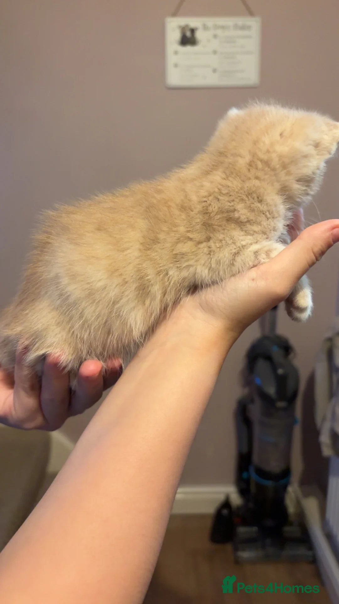 Mixed Breed cats for sale: 4 kittens ready for new homes  - Advert 11