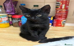 Mixed Breed cats for sale: 4 stunning kittens looking for their forever home. - Image 29