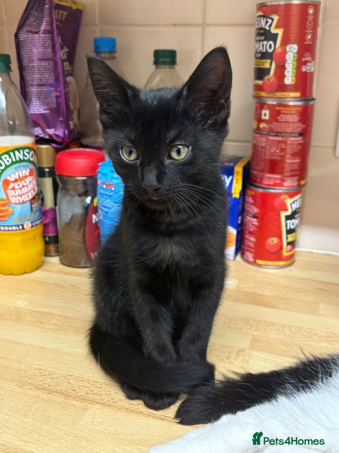 Mixed Breed cats for sale: 4 stunning kittens looking for their forever home. - Image 29