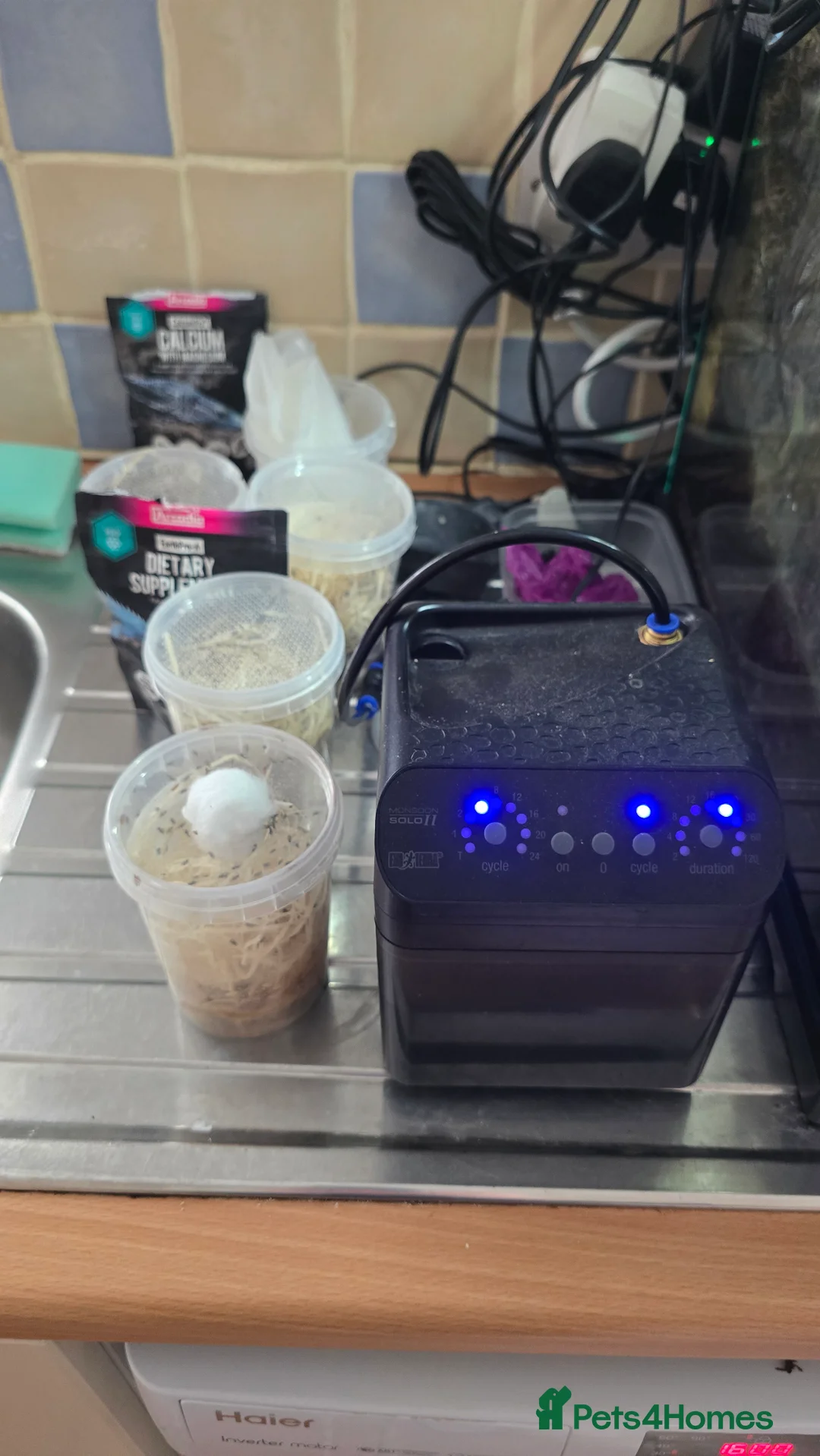 Frog reptiles for sale: 🌿🐸 Bioactive Dart Frog Vivarium – Fully Planted, - Advert 2