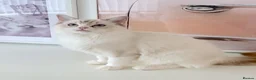 Ragdoll cats for sale: GCCF ACTIVE (FOR BREEDING) SEAL BICOLOUR FEMALE - Advert 24