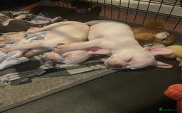 French Bulldog dogs for sale: Fully vaccinated females, males vet checked  - Image 8