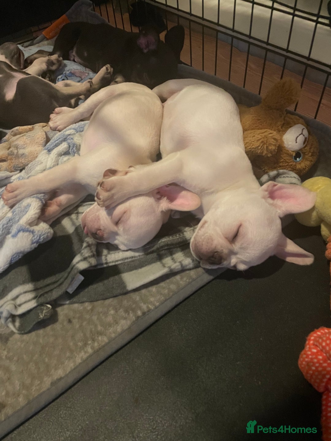 French Bulldog dogs for sale: Fully vaccinated females, males vet checked  - Image 8