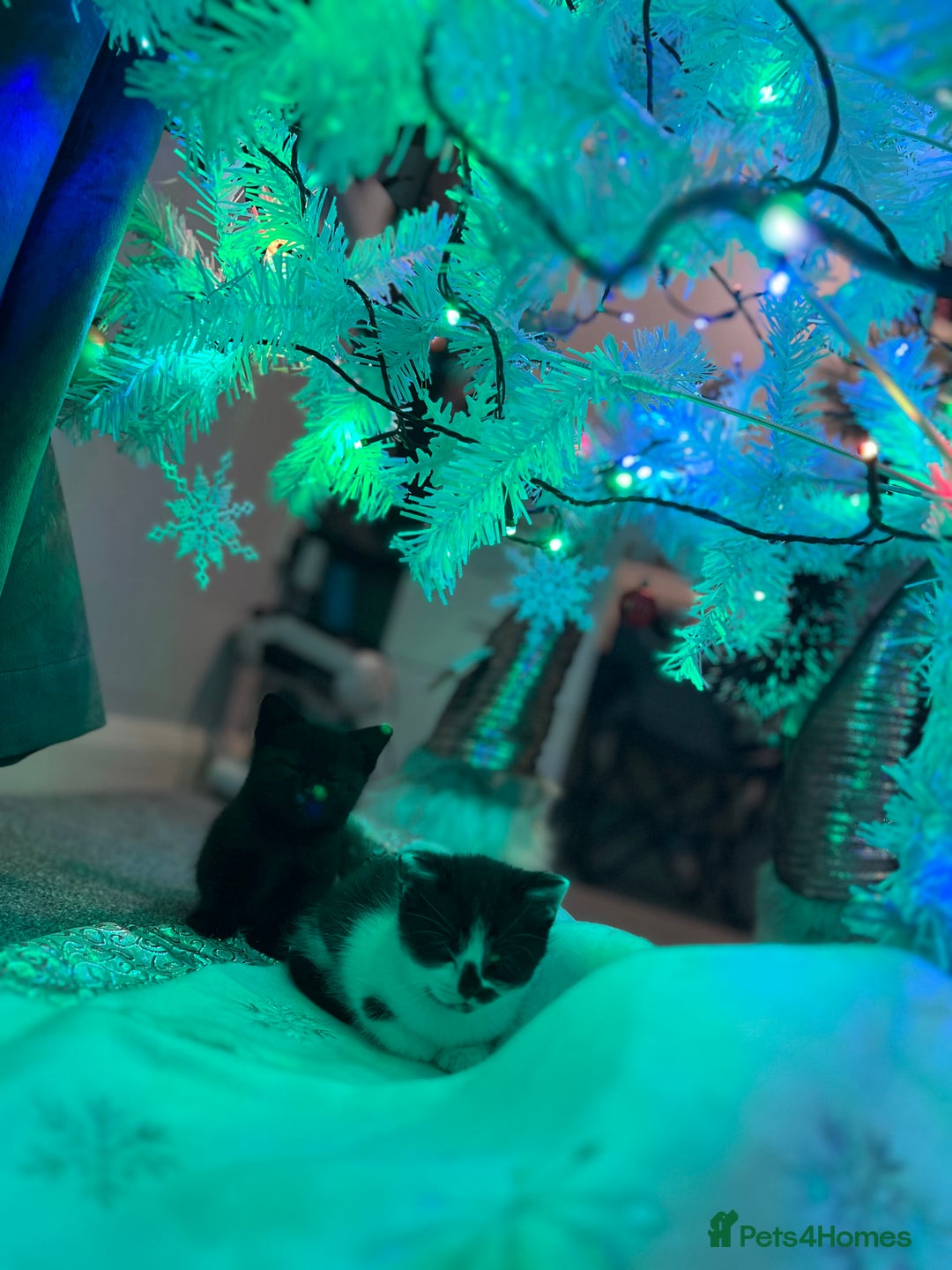 British Shorthair cats for sale: Beautiful British Shorthair Kittens  - Advert 3