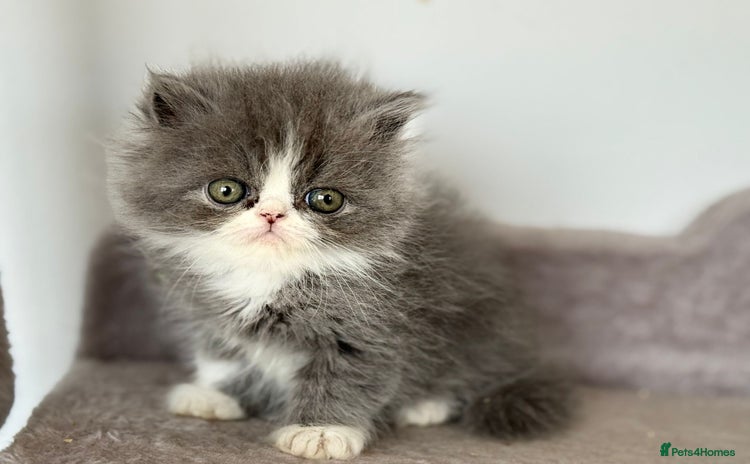 Persian cats - Advert 14