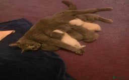 British Shorthair cats for sale: 6 x British Short-haired Blue kittens for sale - Image 19