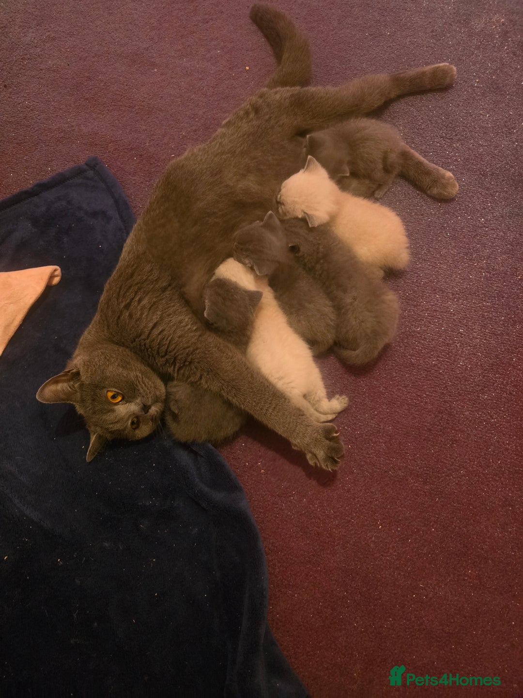 British Shorthair cats for sale: 6 x British Short-haired Blue kittens for sale - Image 19