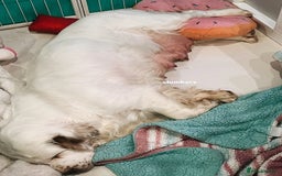 Clumber Spaniel dogs for sale: stunning litter of Clumber Spaniel puppies - Advert 7