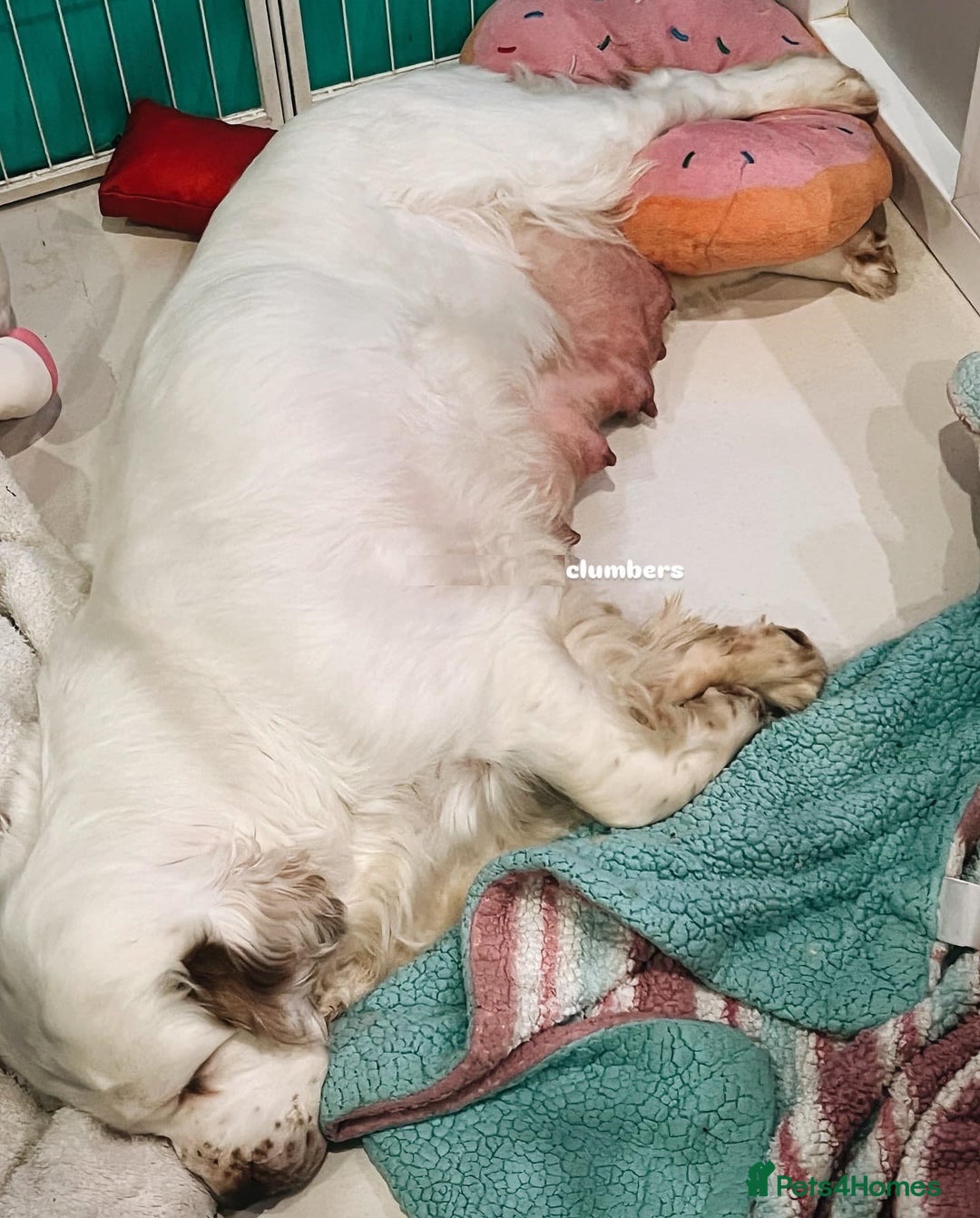 Clumber Spaniel dogs for sale: stunning litter of Clumber Spaniel puppies - Advert 7