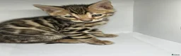 Bengal cats for sale: Stunning Purebred Bengal Kittens in London - Advert 13