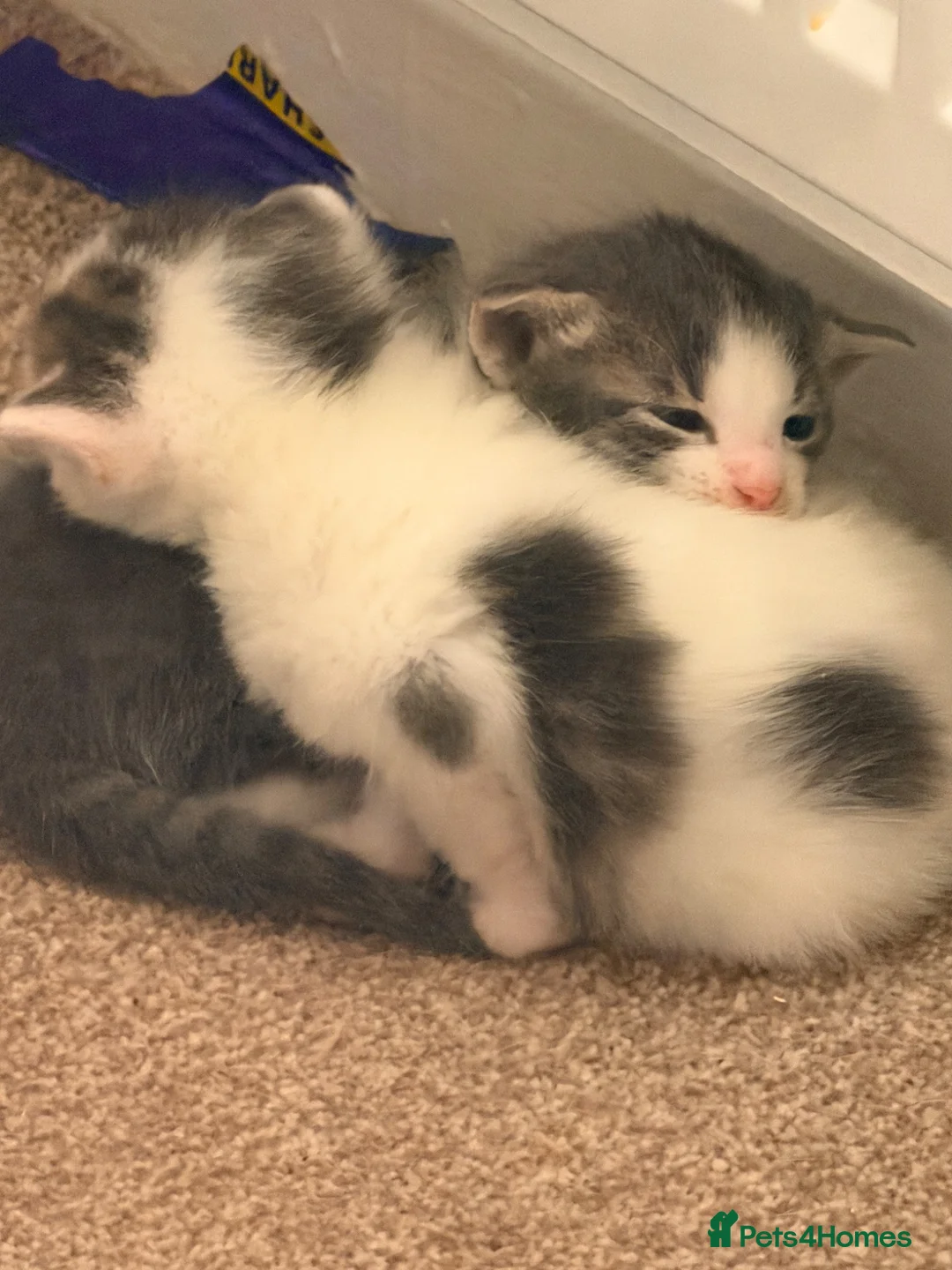 Mixed Breed cats for sale: Two lovely kittens for rehoming  - Advert 10