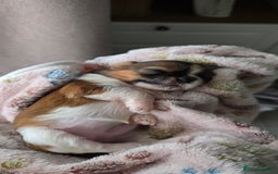 Shih Tzu dogs for sale: Puppies for reservation / sale  - Image 16