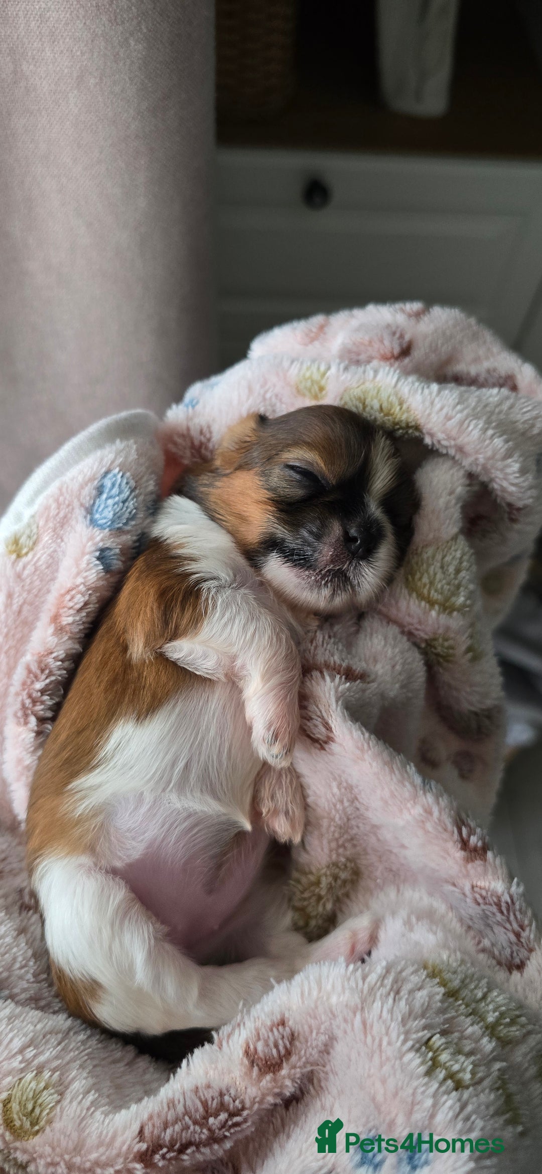 Shih Tzu dogs for sale: Puppies for reservation / sale  - Image 16