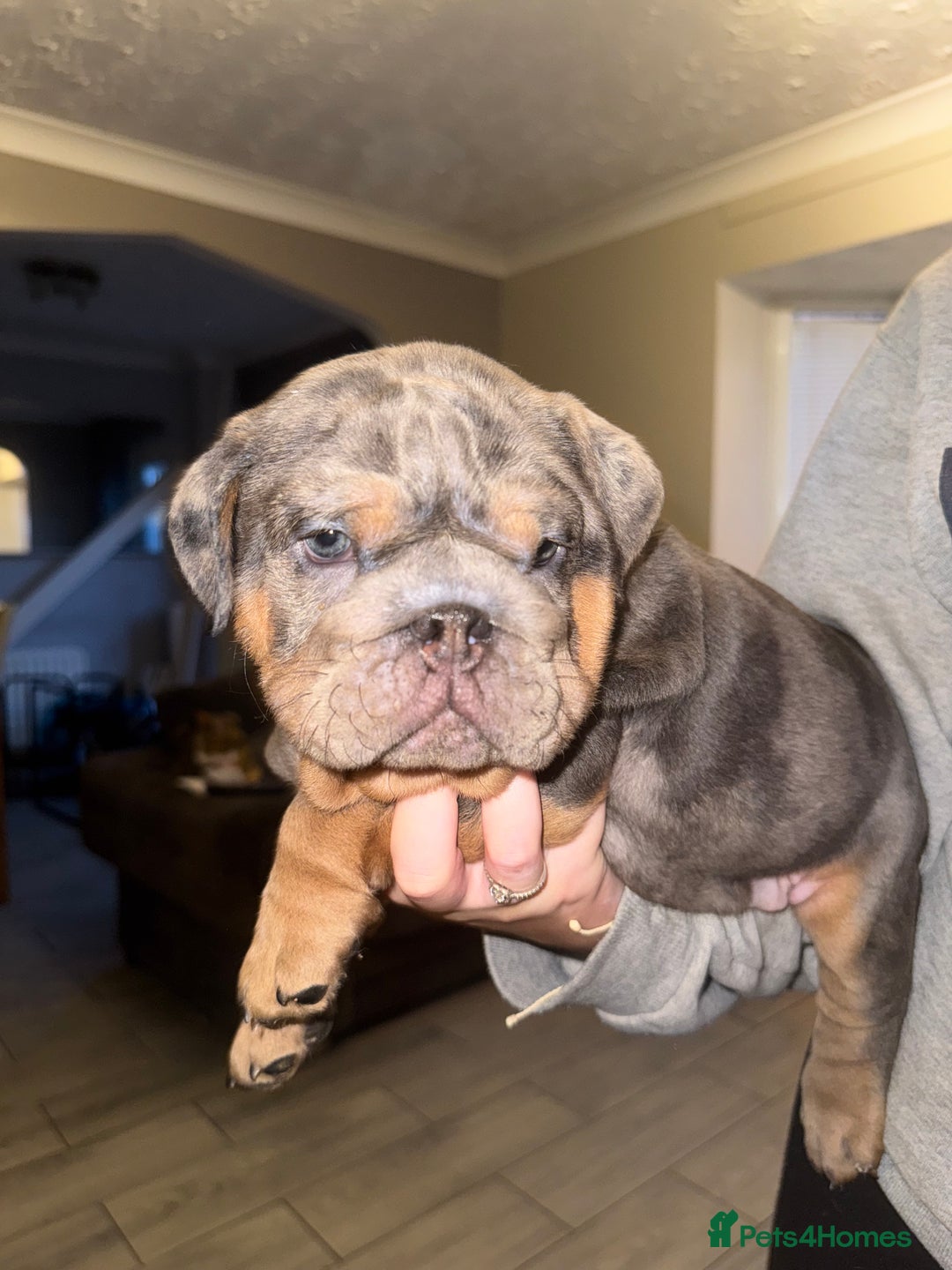 English Bulldog dogs for sale: Bettie & 007 babies short compact   - Image 35