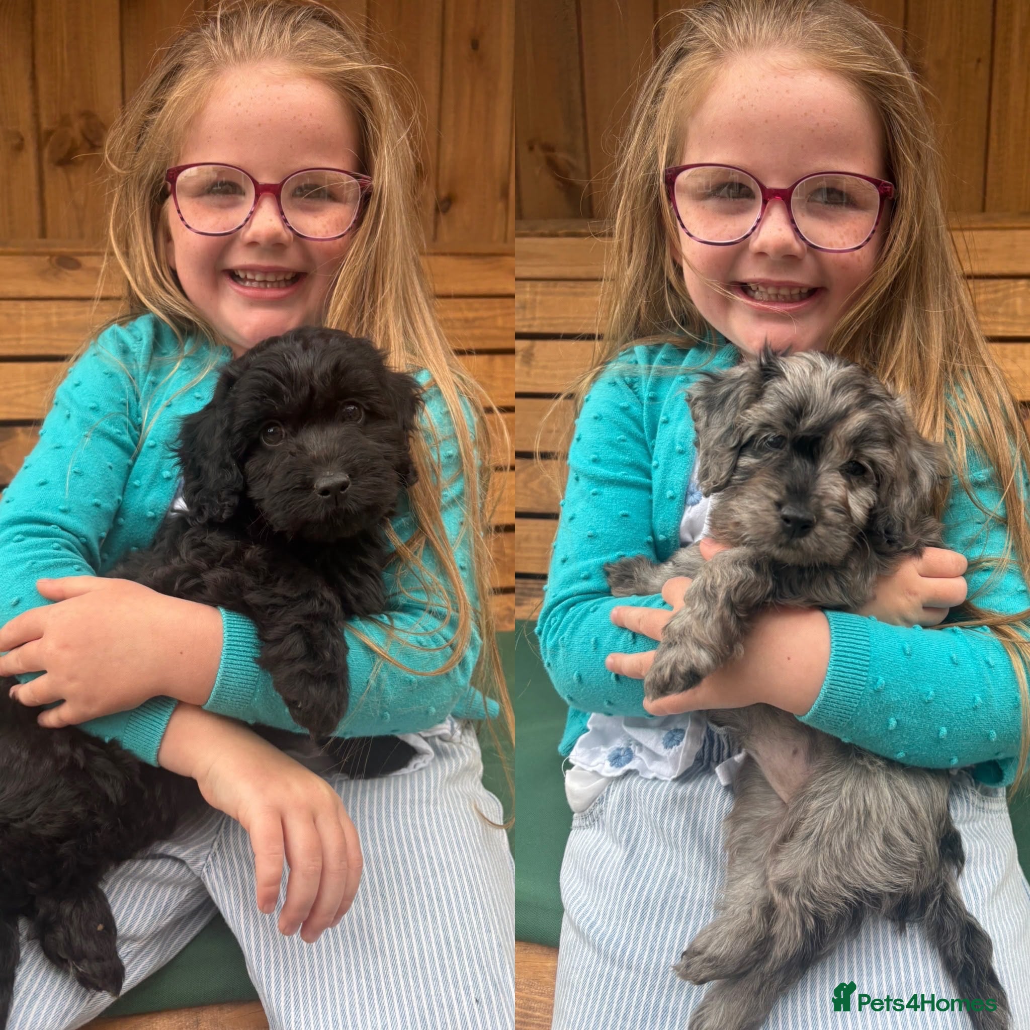 Cockapoo dogs 2 F1 toy cockapoo GIRL puppies for sale  - Advert 1