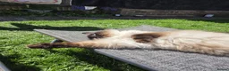 Ragdoll cats for sale: 5 year old male ragdoll for rehoming - Advert 4