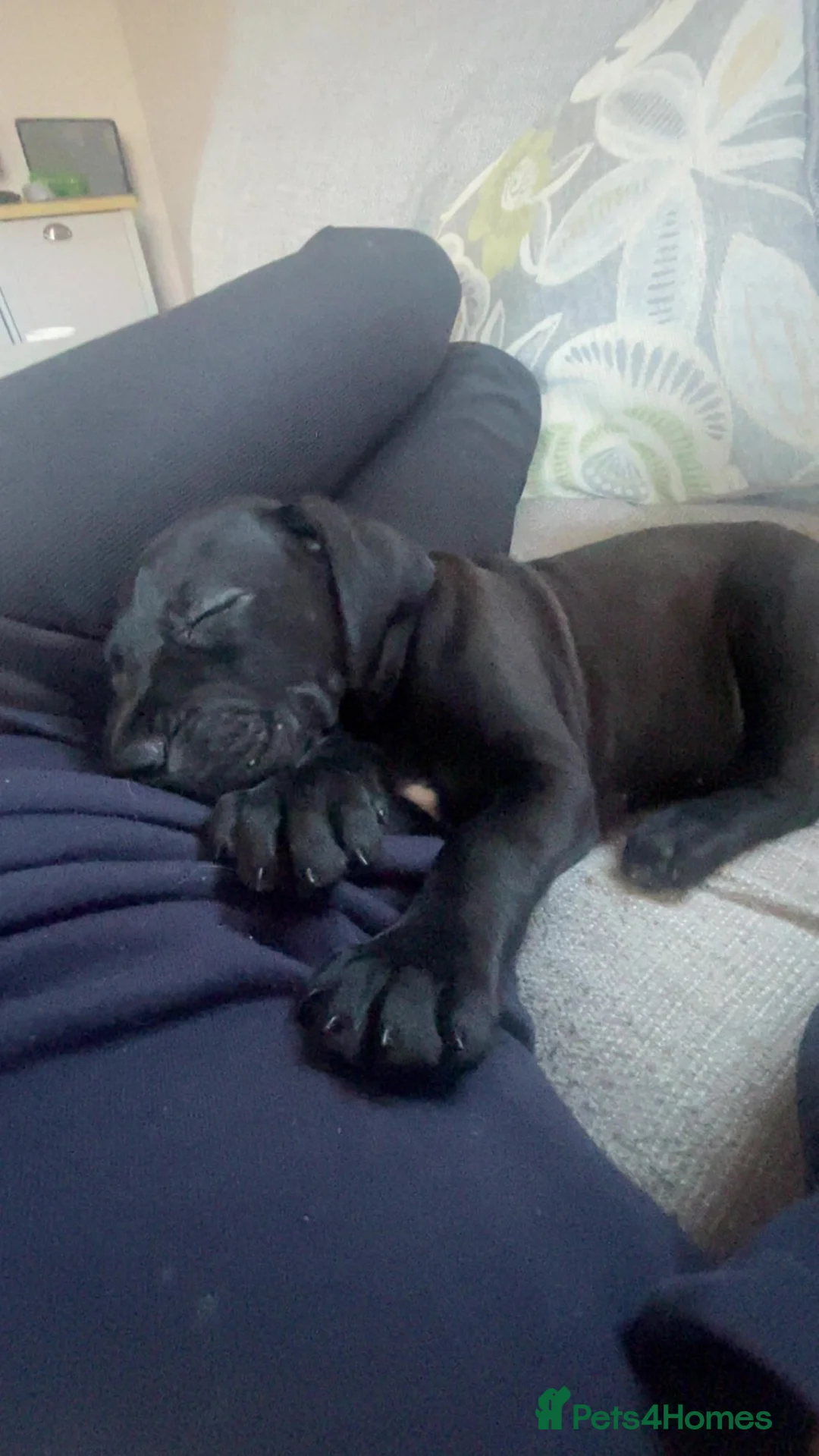 Mixed Breed dogs for sale: 9 week old pup in Plymouth - Advert 1