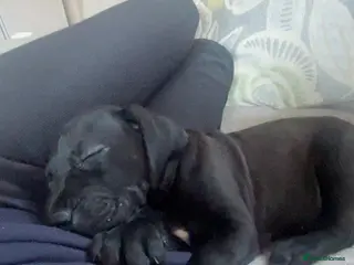 Mixed Breed dogs 9 week old pup - Advert 2