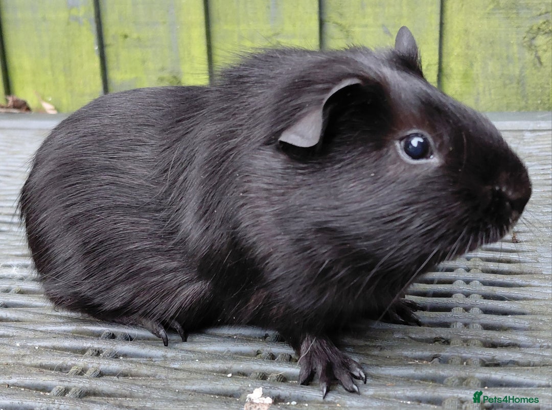 Guinea Pig rodents for sale: 3 male baby piggies for sale - Advert 7