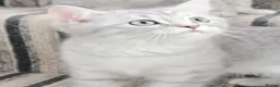 British Shorthair cats for sale: Lovely kittens  - Advert 22