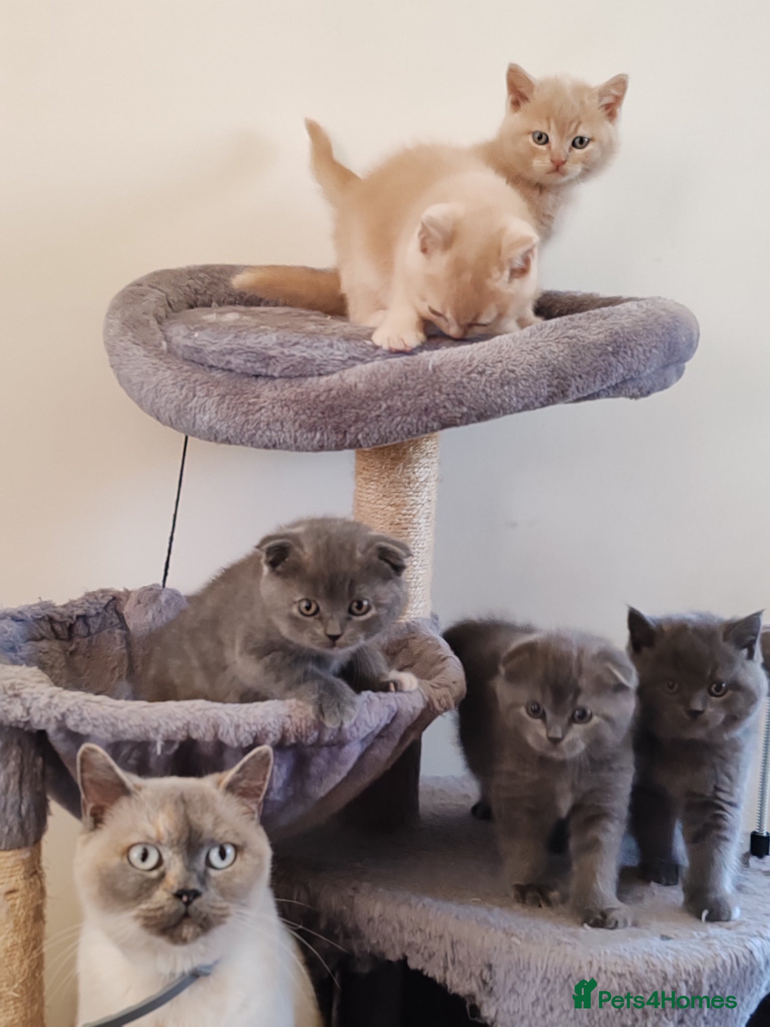 Scottish Fold cats Scottish fold x BSH kittens - Advert 1