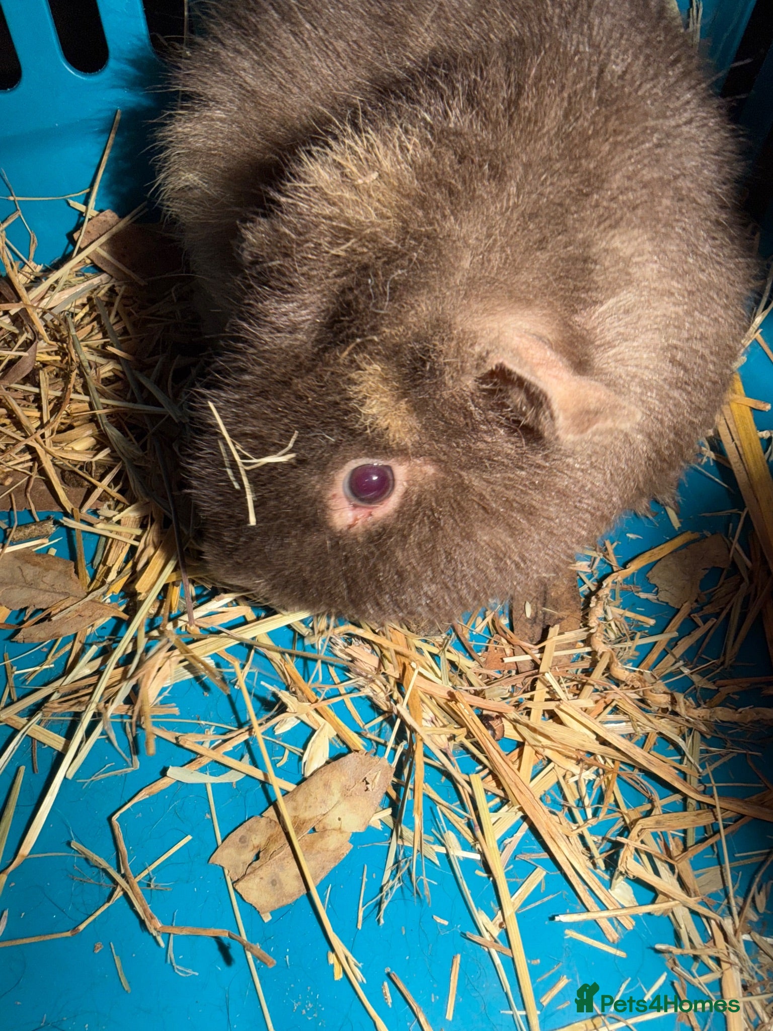 Guinea Pig rodents Roan teddy boar 8 months - Advert 2