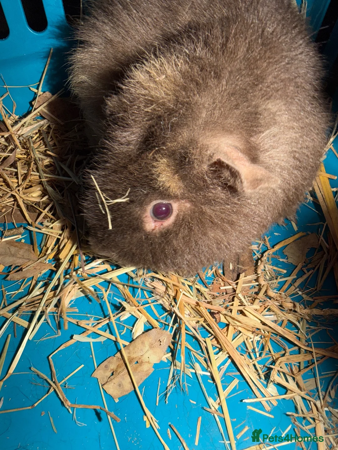 Guinea Pig rodents for sale: Roan teddy boar 8 months - Advert 2