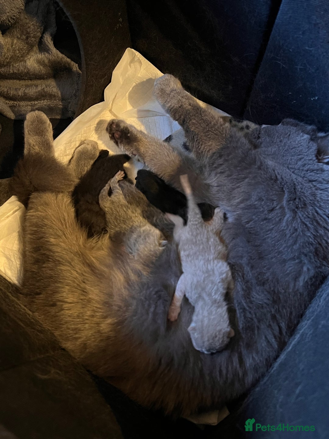 British Shorthair cats for sale: Multi-colour GCCF British Shorthair kittens  - Advert 9