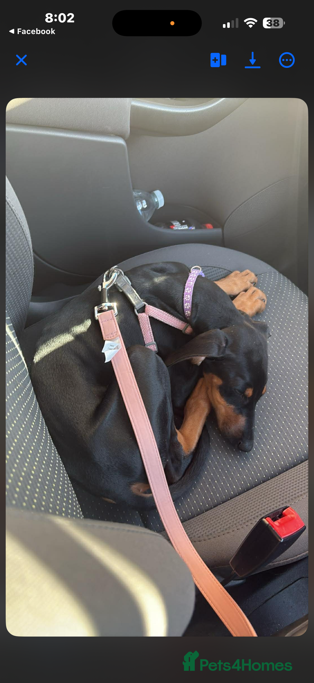 Mixed Breed dogs for sale: Myla Lurcher x Doberman - Advert 8