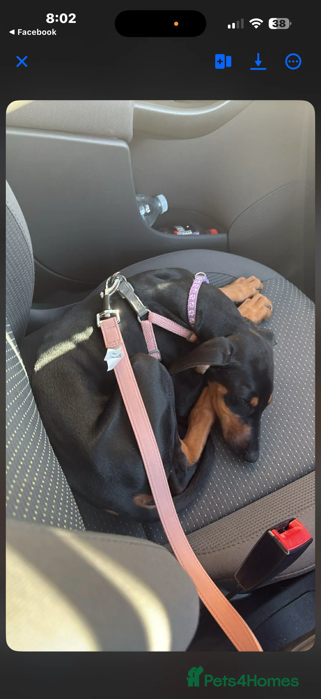 Mixed Breed dogs for sale: Myla Lurcher x Doberman - Advert 8