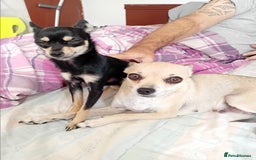 Miniature Pinscher dogs for sale: For sale  - Image 2