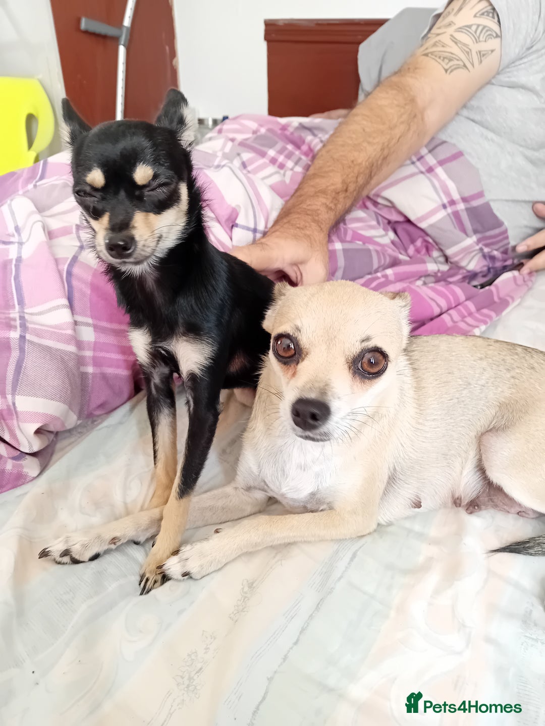 Miniature Pinscher dogs for sale: For sale  - Image 2